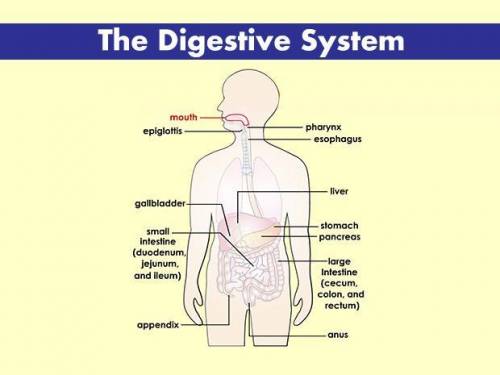 An article about the digestive system