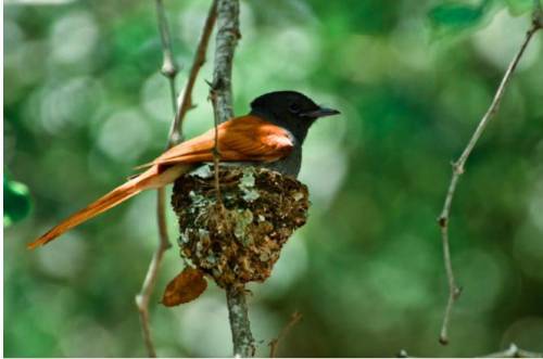 How does the paradise flycatcher protect its young from predators? It wraps its wings around its chi