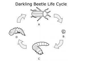 The life cycle of a darkling beetle is shown here. Which stage represents the change from larva to a