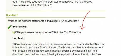Which statement is true of DNA polymerase?