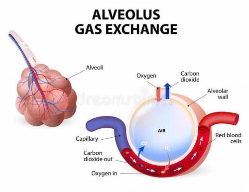 Draw a diagram showing how blood in the capillaries. surrounding tissue exchange respiratory gases w