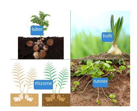 Match each plant to its stem type.
bulb
rhizome
tuber
runner