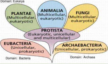 Which two characteristics do organisms in kingdoms Plantae and Animalia

have in common?
O A. They a