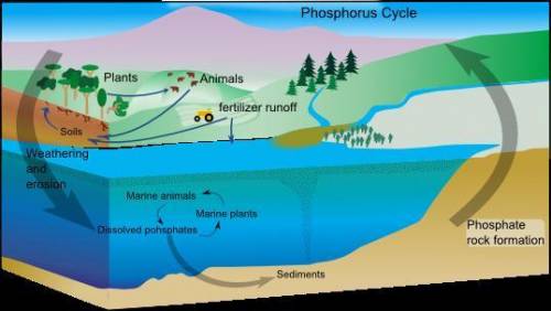 Phosphorus is difficult for plants and animals to access in nature because

A) it’s is typical bound