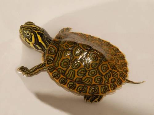 Does anyone know what type of turtle this is? I really need to know.