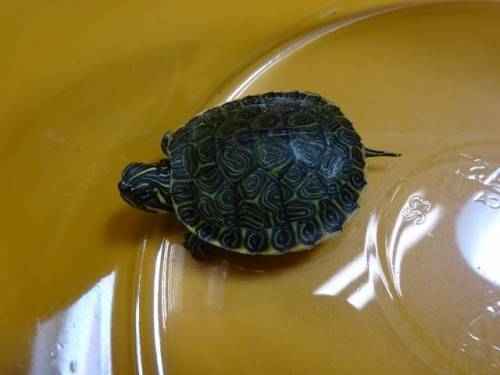 Does anyone know what type of turtle this is? I really need to know.
