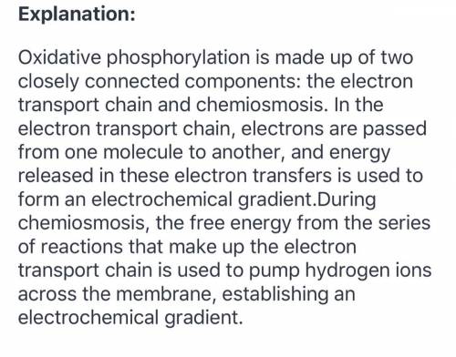 Describe the process of oxidative phosphorylation