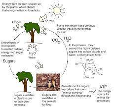Please help I reallly don’t understand this please just explain how photosynthesis and how water che