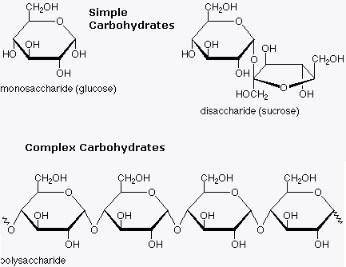 Compare and contrast the structures and functions of simple sugars and complex carbohydrates.