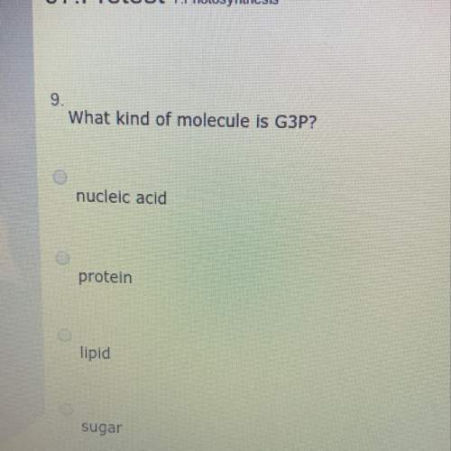 What kind of molecule is g3p?  a: nucleoc acid b: protein c: lipid d: sugar&lt;