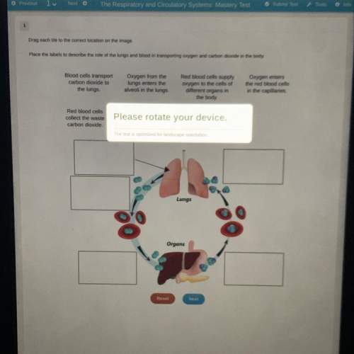 (image provided)  place the labels to describe the role of the lungs and blood in transporting