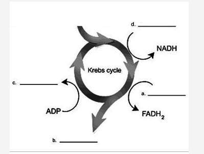 In this diagram of the krebs cycle what are the correct labels for the blanks