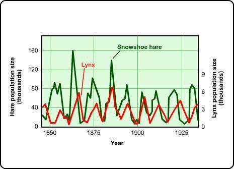This graph shows how the lynx and snowshoe hare populations can vary over time. how would the lynx p