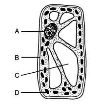 Which structure in the cell shown in figure 7–2 above stores materials, such as water, salts, protei