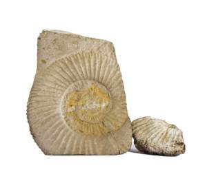 35 points which type of fossil does this image depict?  cast carbon im