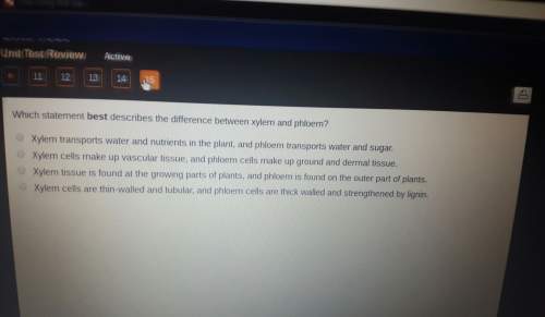 Which statement best describes the difference between xylem and phylum