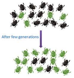 Which is the most likely explanation for the change?  a. the beetle population moved to a gree
