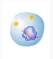 Which phase of cell division is shown?  a. prophase b. anaphase c. met