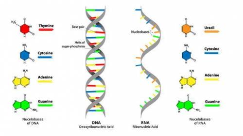 Determine whether each of the following is a characteristic of DNA, RNA, or both. Is single-stranded