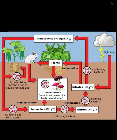 You are a molecule of nitrogen. Choose a starting

point in the nitrogen cycle and describe the
proc