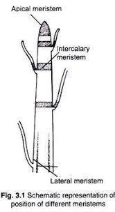 The size of the stem increases in the width due to the  meristem.