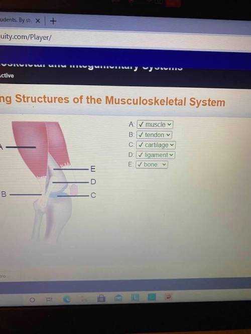 Identify structures of the musculoskeletal system