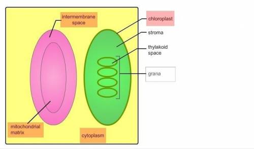Select all the correct labels on the image.

The diagram is a representation of part of a plant cell