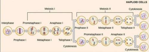 Meiosis reduces chromosome number and rearranges genetic information. Explain how the reduction and