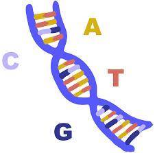 I am generally found both inside and outside of the nucleus in a eukaryotic cell! DNA RNA BOTH?