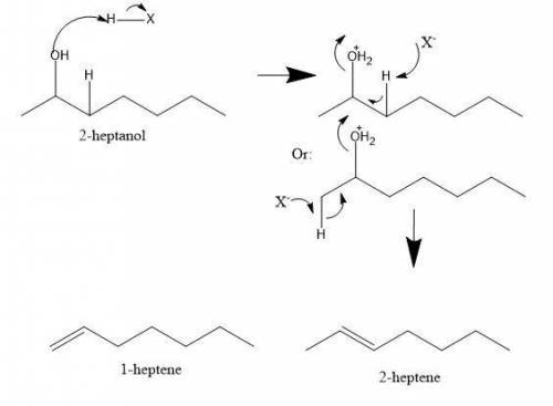 Which product(s) would be obtained by the dehydration of 2 heptanol and 2-methyl-1-cyclohexanol?