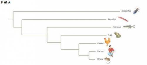 1. This phylogenetic tree was constructed by comparing sequences for a homologous gene involved in d