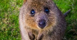What is a quokka and what animal family does it belong to