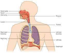 Place the respiratory structures into the order that air would pass through them during a normal ins