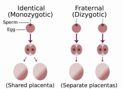 Identical twins are formed from one fertilized egg, but fraternal twins form from two different fert