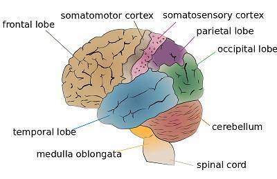 which region of the brain controls primitive functions of the body such as respiration rate, heart r