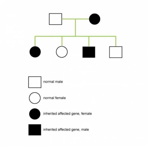 A female with an X-linked dominant disease mates with a normal male. Based on the pedigree chart, th