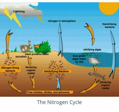 Compare the nitrogen, carbon, and oxygen cycles.