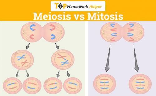 Which statement accurately describes a difference between mitosis and meiosis I need this done now l