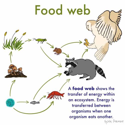 Which best describes the role of a primary consumer in a food web? Carnivore that feeds on producers