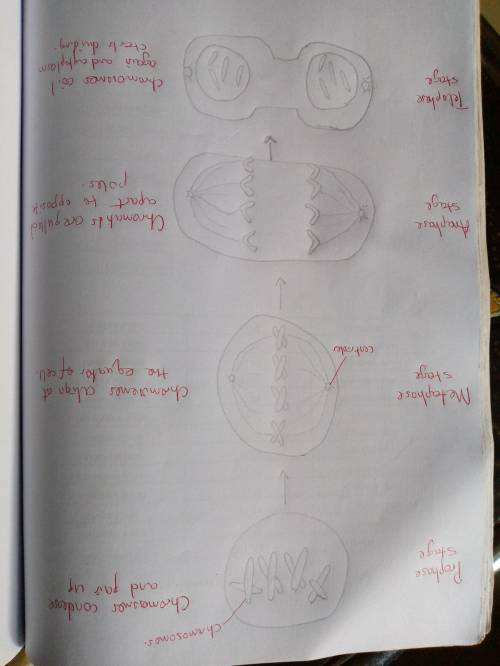 Draw the phases of mitosis of a cell that contains four chromosomes as its diploid or 2n number