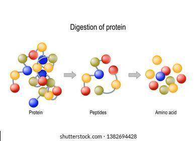 Did the enzymes from Claire's small intestine break down the

protein at a low, normal or high rate?