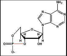 Draw the noncyclic amp molecule after it has dissolved in water