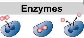 Enzymes are proteins that have a three-dimensional shape that is specific to a particular substrate.