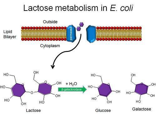 Primary lactose maldigestion results from .

a. lactase insufficiency
b. drinking lactose-fortified