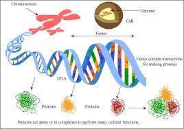 In the stable form of protein, what is generally oriented to the interior of the protein molecule? a