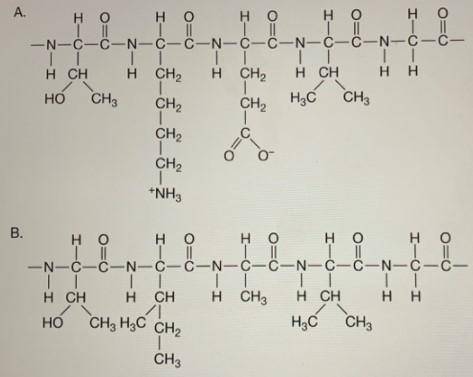 Using the template below that represents the four levels of protein structure, place an X on each le