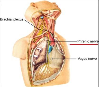 The nerve that controls the diaphragm and therefore breathing is the