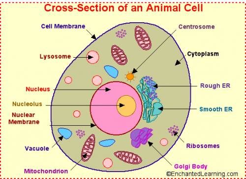 What do cells consist of