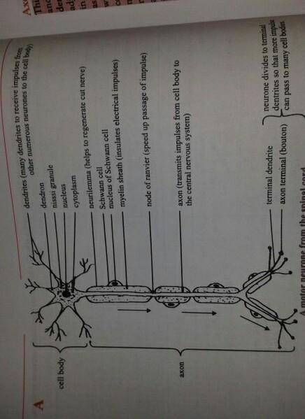 Describe the path of a signal from a neuron's dendrite to a second neuron's dendrite.