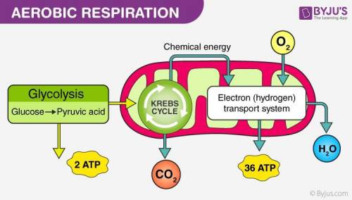 HOW DOES THE AEROBIC ENERGY SYSTEM WORK IN OUR BODY ? HOW DOES IT DIFFER FROM 2 ANAEROBIC SYSTEM? EX